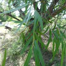 Sauce llorón (Salix babylonica)