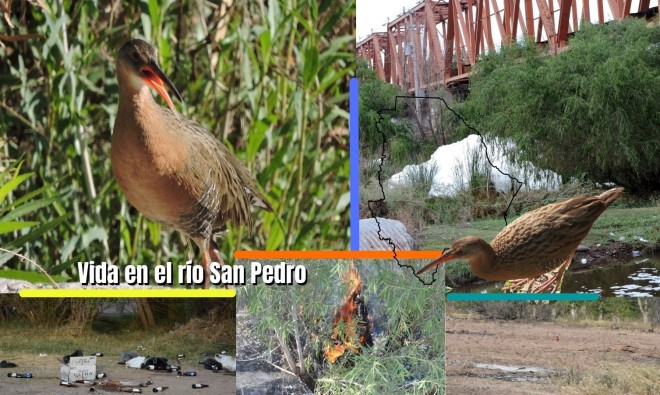 Reseña: Rascón Azteca (Rallus tenuirostris) en el estado de Chihuahua